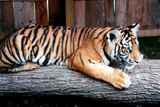 Tiger cub log-by Denise McQuillen.jpg