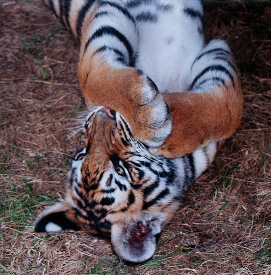 Tiger cub thumb-by Denise McQuillen.jpg