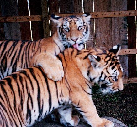 Tiger cubs play lick-by Denise McQuillen.jpg