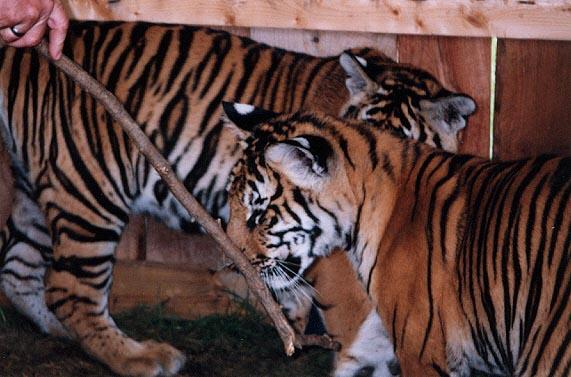 Tiger cubs stick-by Denise McQuillen.jpg