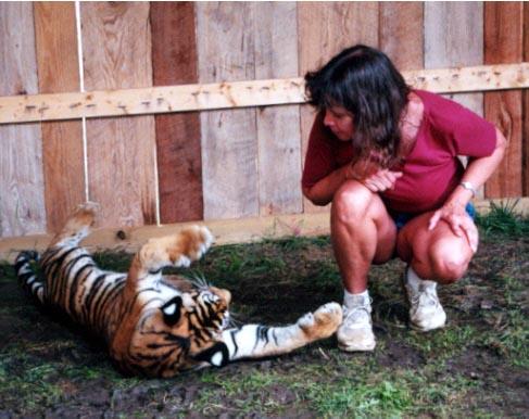Tiger me 1-by Denise McQuillen.jpg
