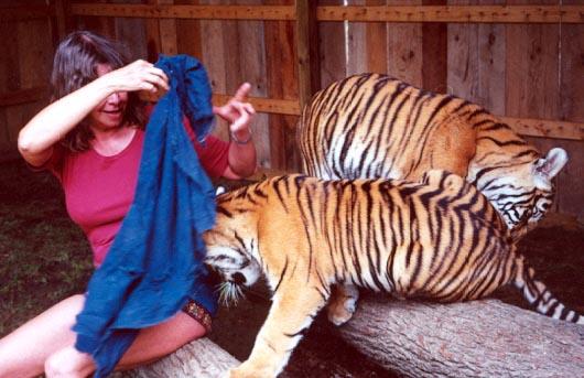 Tiger me 3-by Denise McQuillen.jpg