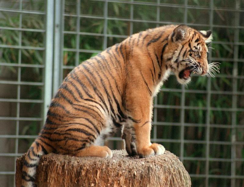 Tigercub006-Sumatran Tiger Kitten-by Ralf Schmode.jpg