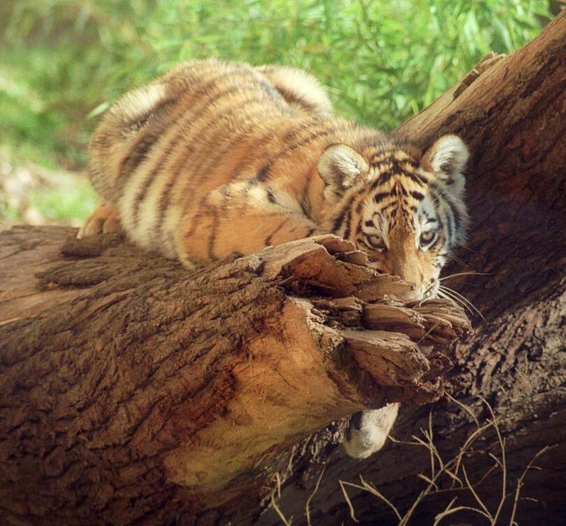 Tigercub013-Siberian Tiger-by Ralf Schmode.jpg