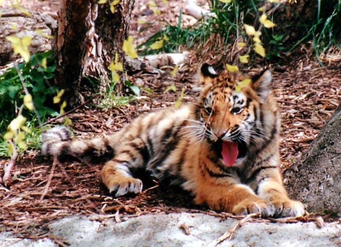 Tigercub9mosrockyawn-by Denise McQuillen.jpg