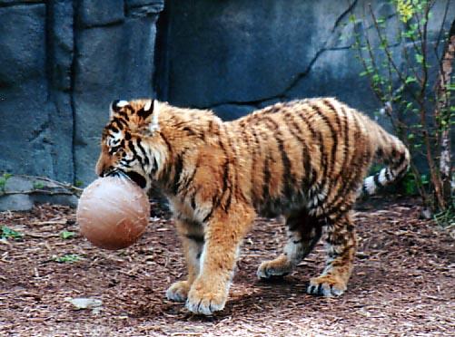 Tigercubball1-by Denise McQuillen.jpg