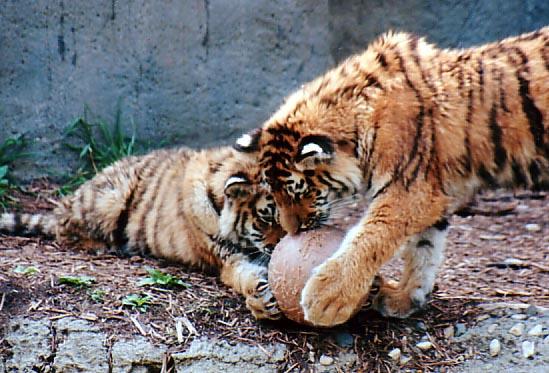 Tigercubsball-by Denise McQuillen.jpg