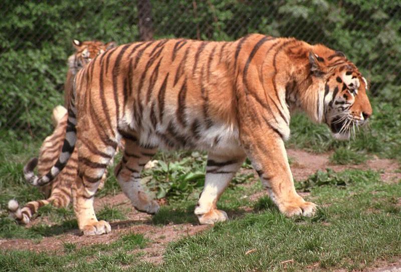 Tigerdad001-from Hagenbeck Zoo-by Ralf Schmode.jpg