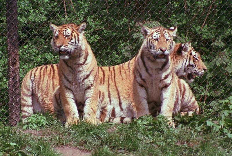 Tigergang001-daddy and girls from Hagenbeck Zoo-by Ralf Schmode.jpg