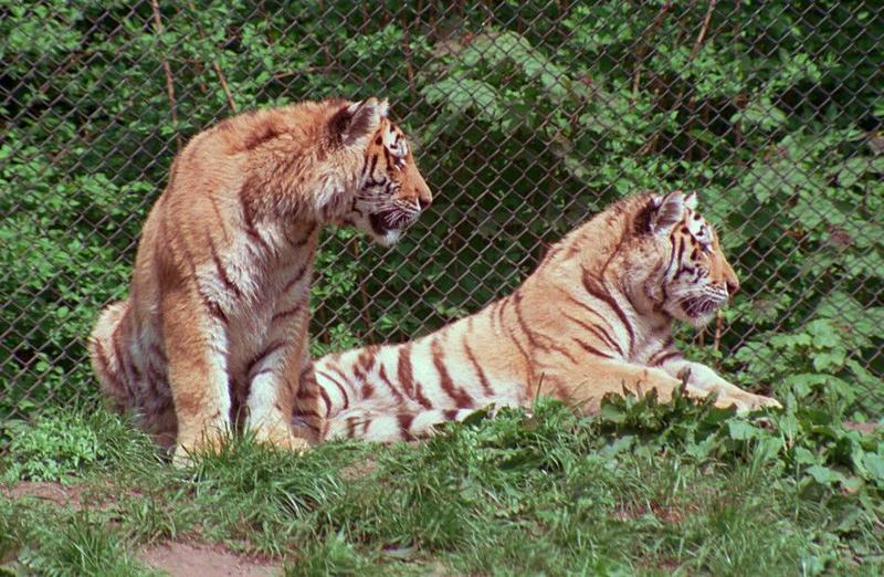 Tigerkids001-two young female from Hagenbeck Zoo-by Ralf Schmode.jpg