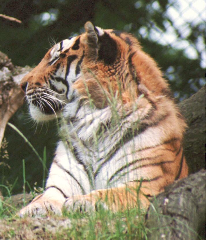 Tigerpose001-from Duisburg Zoo-Germany-by Ralf Schmode.jpg