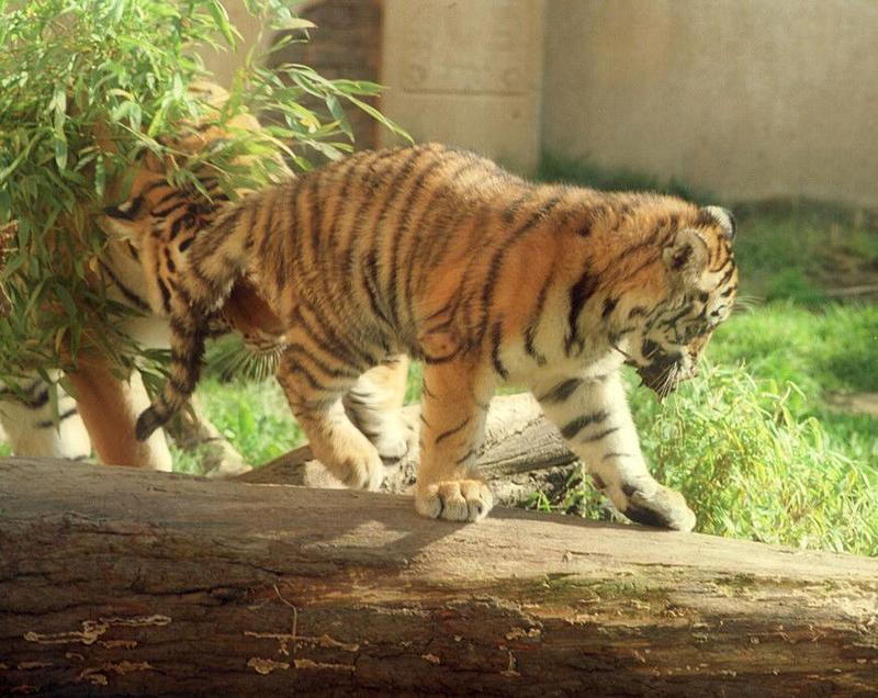 Tigerpush001-Siberian Tigers-by Ralf Schmode.jpg