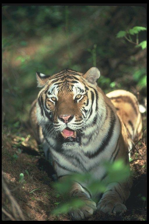 Tigers head-by jlcoop.jpg