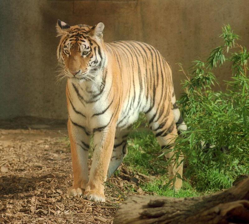 Tigerstand001-Siberian Tiger-by Ralf Schmode.jpg