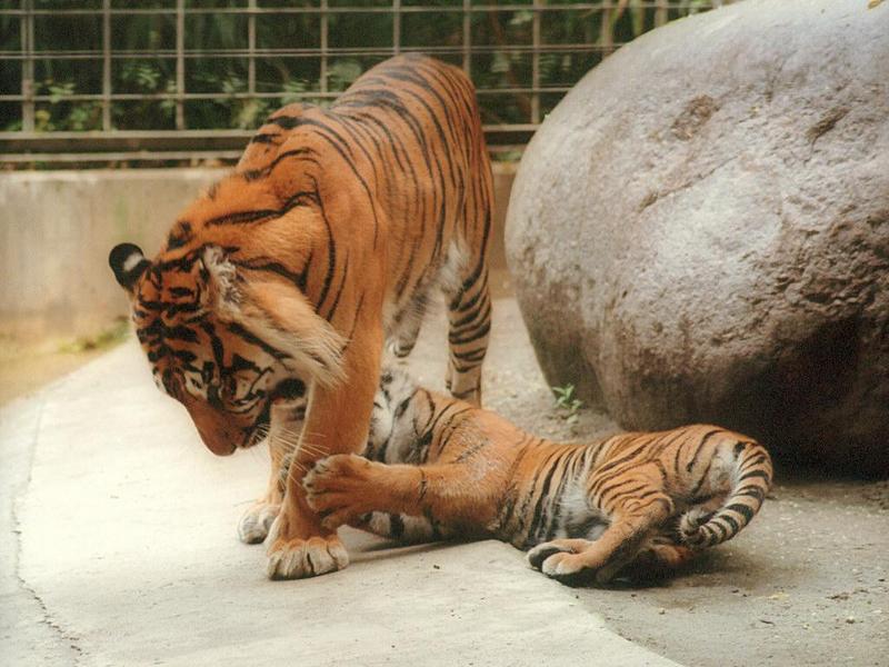 Tigertwo003-Sumatran Tigers-by Ralf Schmode.jpg