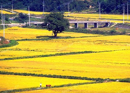 TongroPhoto-a15-KoreanCow-AutumnRiceField.jpg