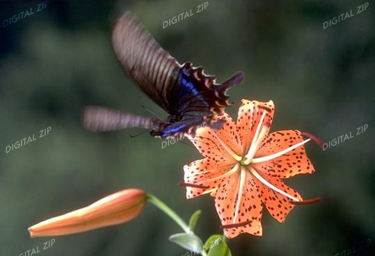TongroPhoto-g17-KoreanInsect-Alpine Black Swallowtail Butterfly.jpg
