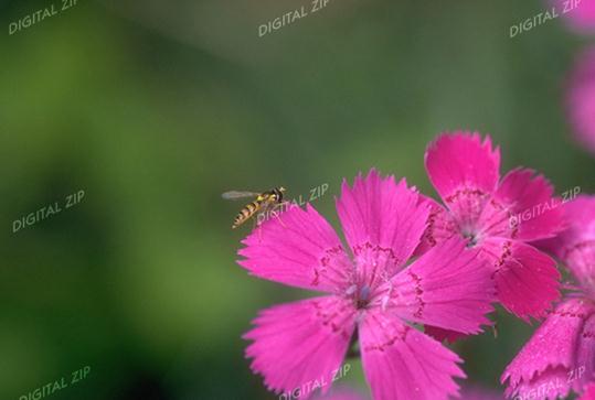 TongroPhoto-g21-KoreanInsect-hoverfly.jpg