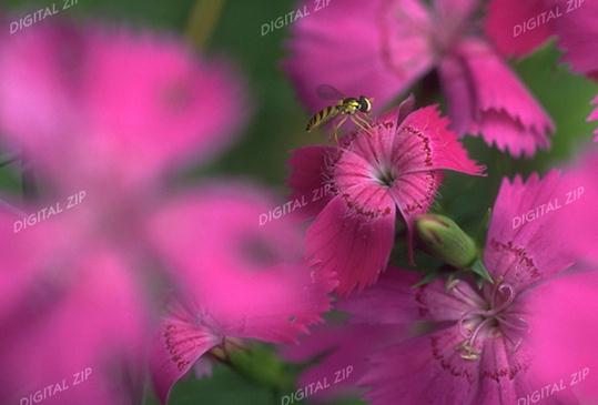 TongroPhoto-g53-KoreanInsect-Hoverfly.jpg