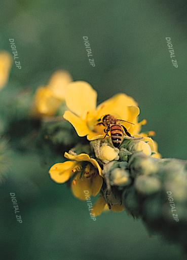 TongroPhoto-g75-KoreanInsect-honeybee.jpg