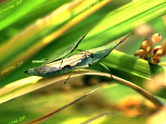 TongroPhoto-h83-KoreanInsect-grasshoppers.jpg