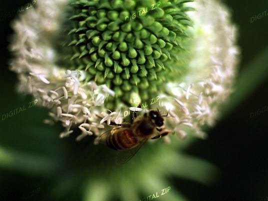 TongroPhoto-h95-KoreanInsect-Honeybee.jpg