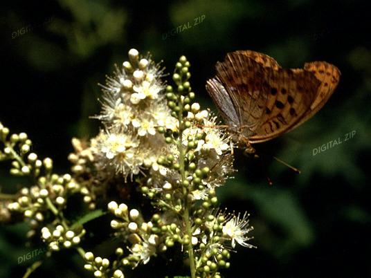 TongroPhoto-k13-KoreanInsect-butterfly.jpg
