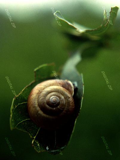 TongroPhoto-k15-Korean Round Snail-crawls on leaf.jpg