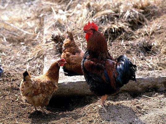 TongroPhoto-k23-KoreanChickens-RooserN2Hens.jpg