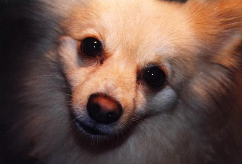 Tucker-09-99-Pomeranian Dog-face closeup-by Linda Bucklin.jpg
