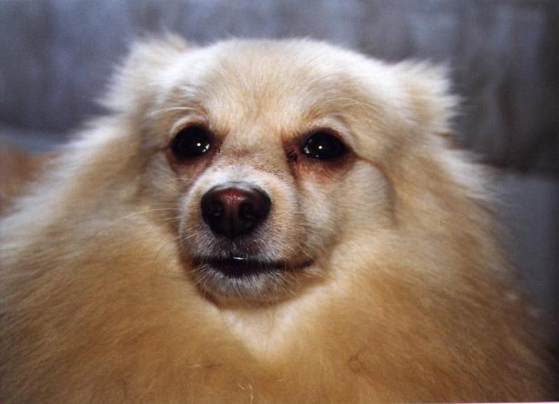 Tucker-10-99-Pomeranian Dog-face closeup-by Linda Bucklin.jpg