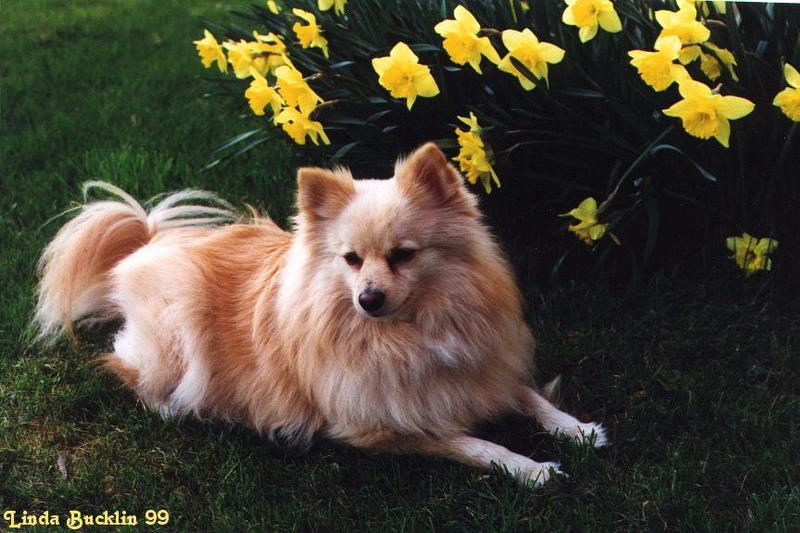 Tucker-6-99-Pomeranian Dog-under flowers-by Linda Bucklin.jpg