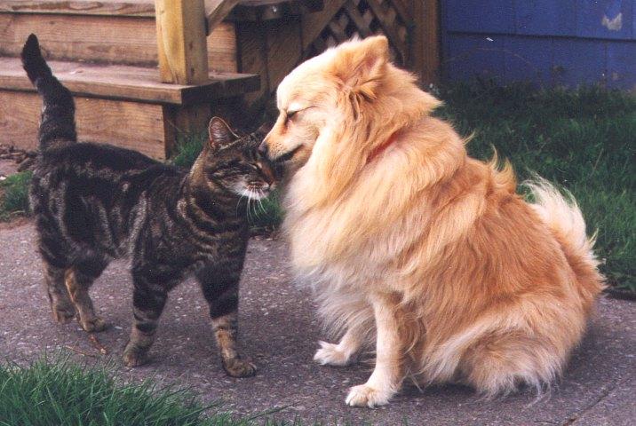 Tucker-and-Jack1-Pomeranian Dog-and-House Cat-by Linda Bucklin.jpg