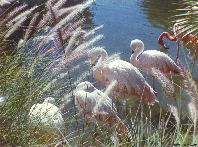 Tucson Zoo - Flamingoes-by Rebecca Willey.jpg
