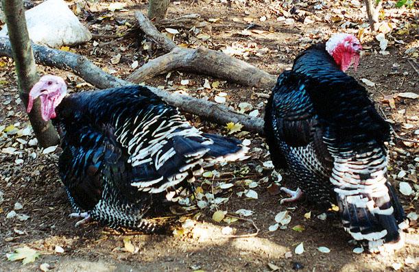 Turkeys-from Cincinnati Zoo-by Denise McQuillen.jpg