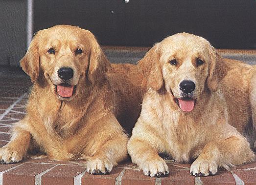 TwinsScan-Two Yellow Labrador Retrievers-by April Grimm.jpg
