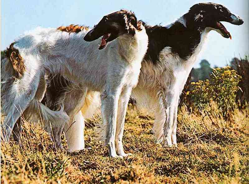 Two-Borzois-TR-dogs-by Trudie Waltman.jpg