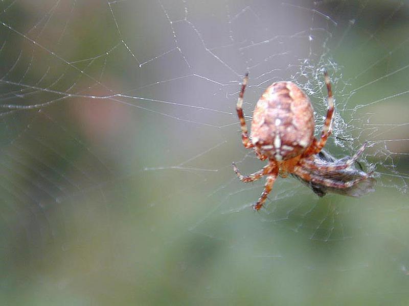 Unknown Spider3-by Tony Heyman.jpg