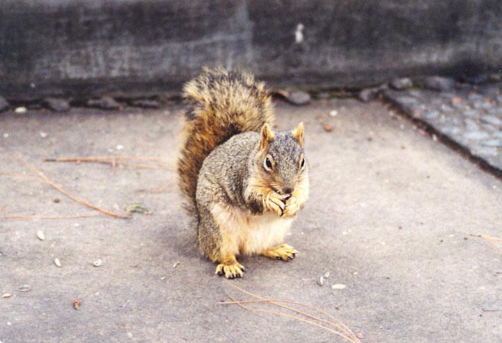 UrbanSkwerl2-Western Grey Squirrel-by Gregg Elovich.jpg