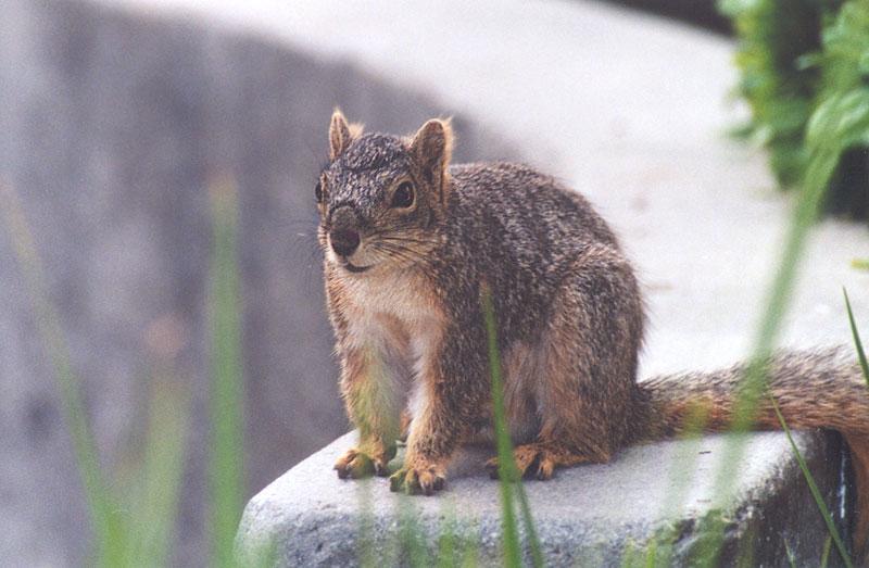 UrbanSkwerl6-Western Grey Squirrel-by Gregg Elovich.jpg