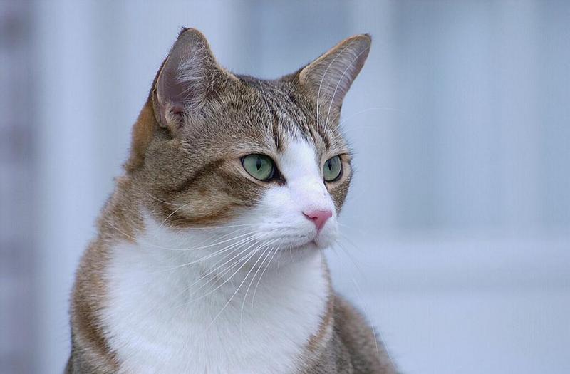 W-House Cat portrait-by Tom Black.jpg