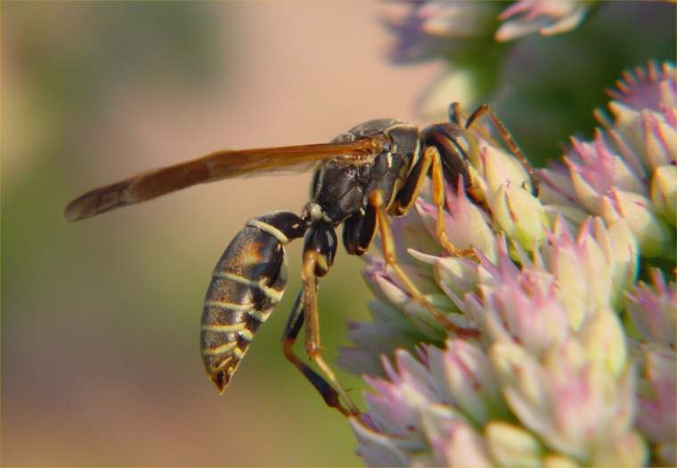 WaspLowRes-by Gerry Mantha.jpg