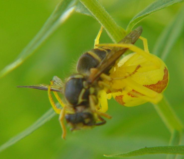 Wasp and Crab Spider-by Gerry Mantha.jpg