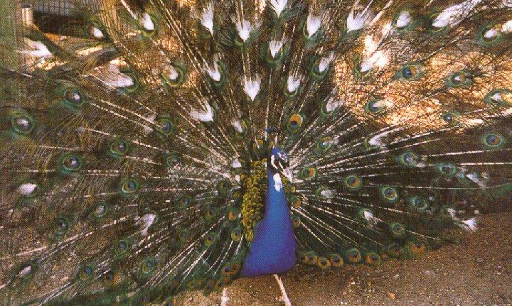 White-eyed pied peacock-in display-by Dan Cowell.jpg