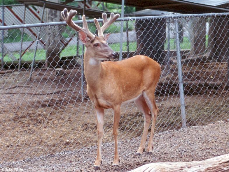 White-tailed deer0001-by John White.jpg