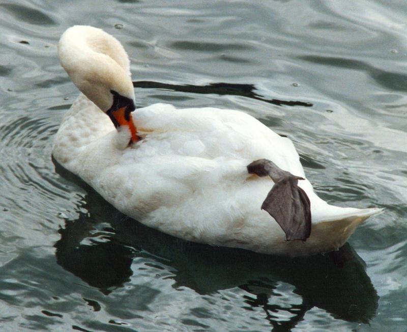 White Mute Swan-oneleged-by Juan at Tifny.jpg