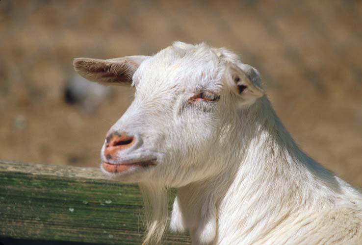 White domestic goat-by Shirley Curtis.jpg