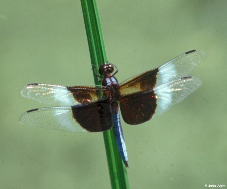 Widow Skimmer dragonfly1 male-by John White.jpg