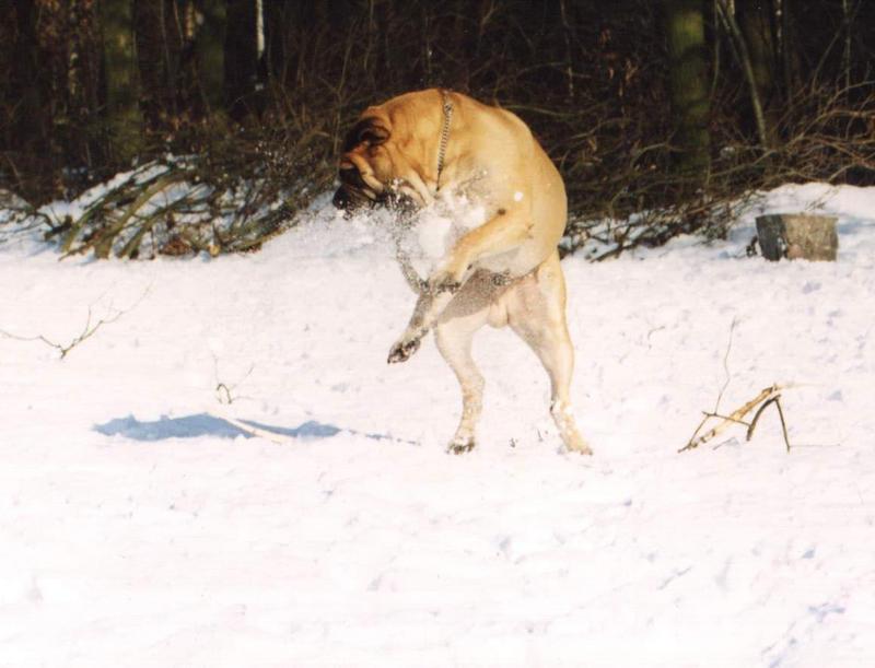 Willem sneeuwbal vangst-Bullmastiff Dog-by Astrid van der Meijde.jpg