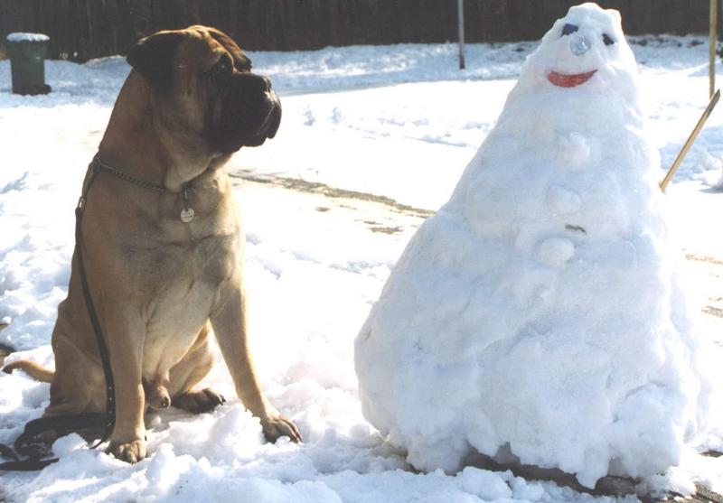 Willem sneeuwpop horizontaal-Bullmastiff Dog-by Astrid van der Meijde.jpg